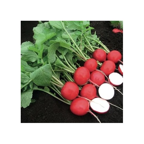 Radish Vegetable Seeds for Planting | Heirloom, Non-GMO, High Germination Organic Garden Seeds [neera-v5-75305de1e588a810d37a]