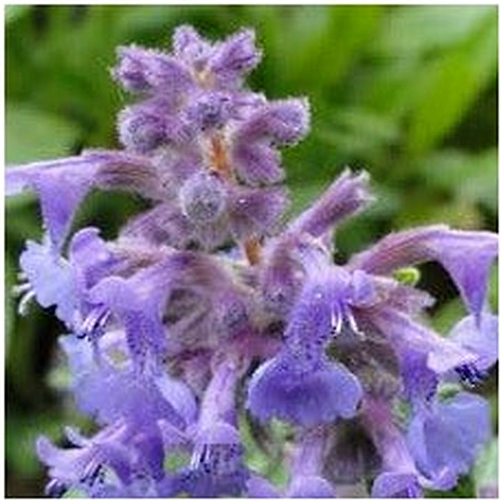 Nepeta Racemosa Flower Seeds for Planting [neera-v5-753b9e5a4d2feedd7caa]
