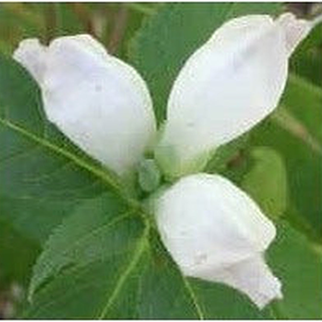 White Turtlehead Flower For Planting Flower Seeds for Home Garden Planting, Fragrant Organic [neera-v5-75483c73ce867aa02e85]