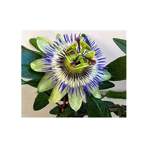 Heirloom Pistachio Green Passion Flower Seeds for Planting [neera-v5-754dac97643417523a0c]
