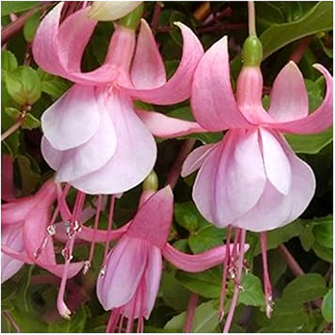 Heirloom Non-GMO Fuchsia Flower Seeds [neera-v5-755359634e06f0bb687e]