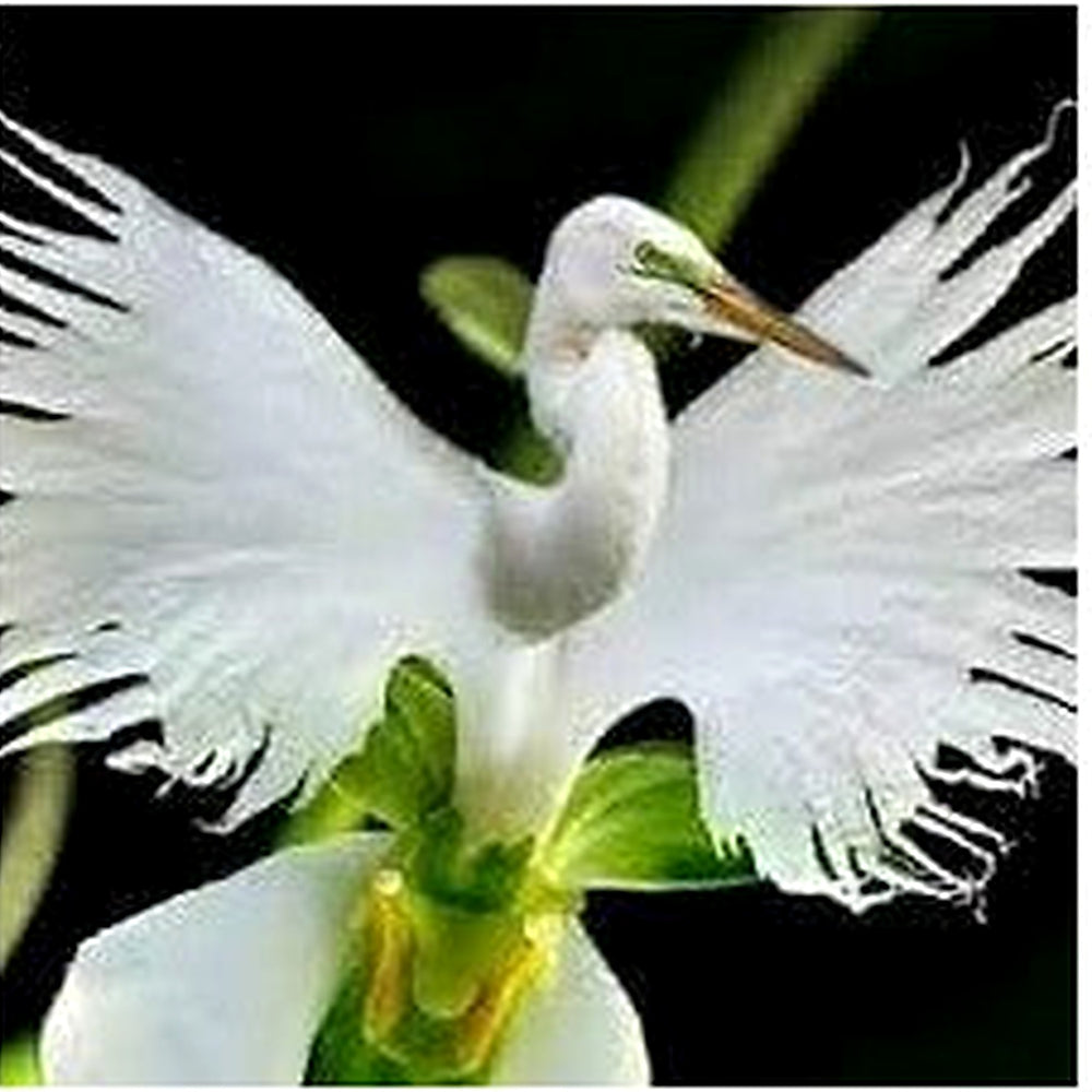 Heirloom Non-GMO Dove Orchid Flower Seeds for Planting [neera-v5-755ccda544d9ecf21eda]