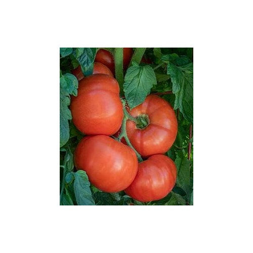 Red Tomato Seeds for Planting [neera-v5-755d6d92bdae7573850b]