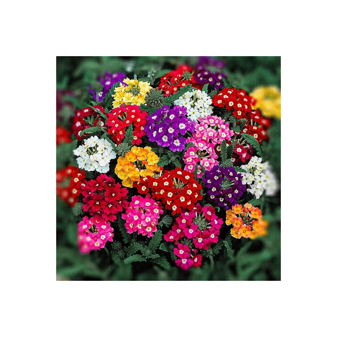 White Verbena Hybrida Snow Storm Verbena Flower For Planting In Hanging Baskets And Beds Flower [neera-v5-7565bed343c54c9e8a7c]