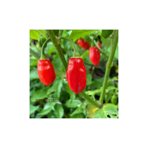 Trinidad Pimento Pepper Seeds for Planting [neera-v5-7578e8b5fd7828673ccd]