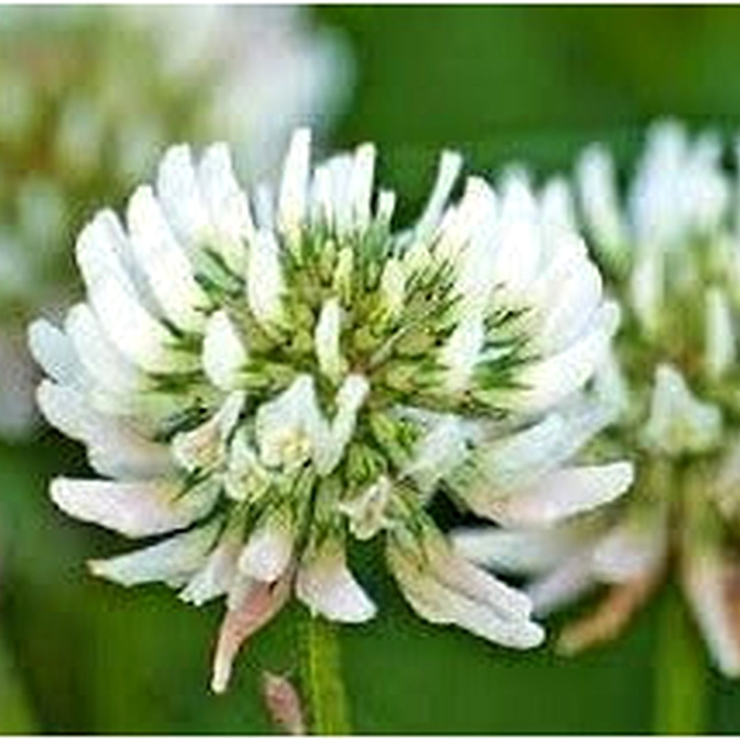 Dutch Flower Seeds for Planting [neera-v5-757afd60913b913bfb66]