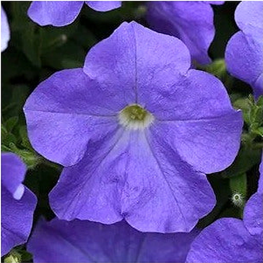 Blue Blue Petunia Petunia Hybrida Sky Flower For Planting Bright Blooms For Balcony Gardens [neera-v5-757be90b853a256d8d40]