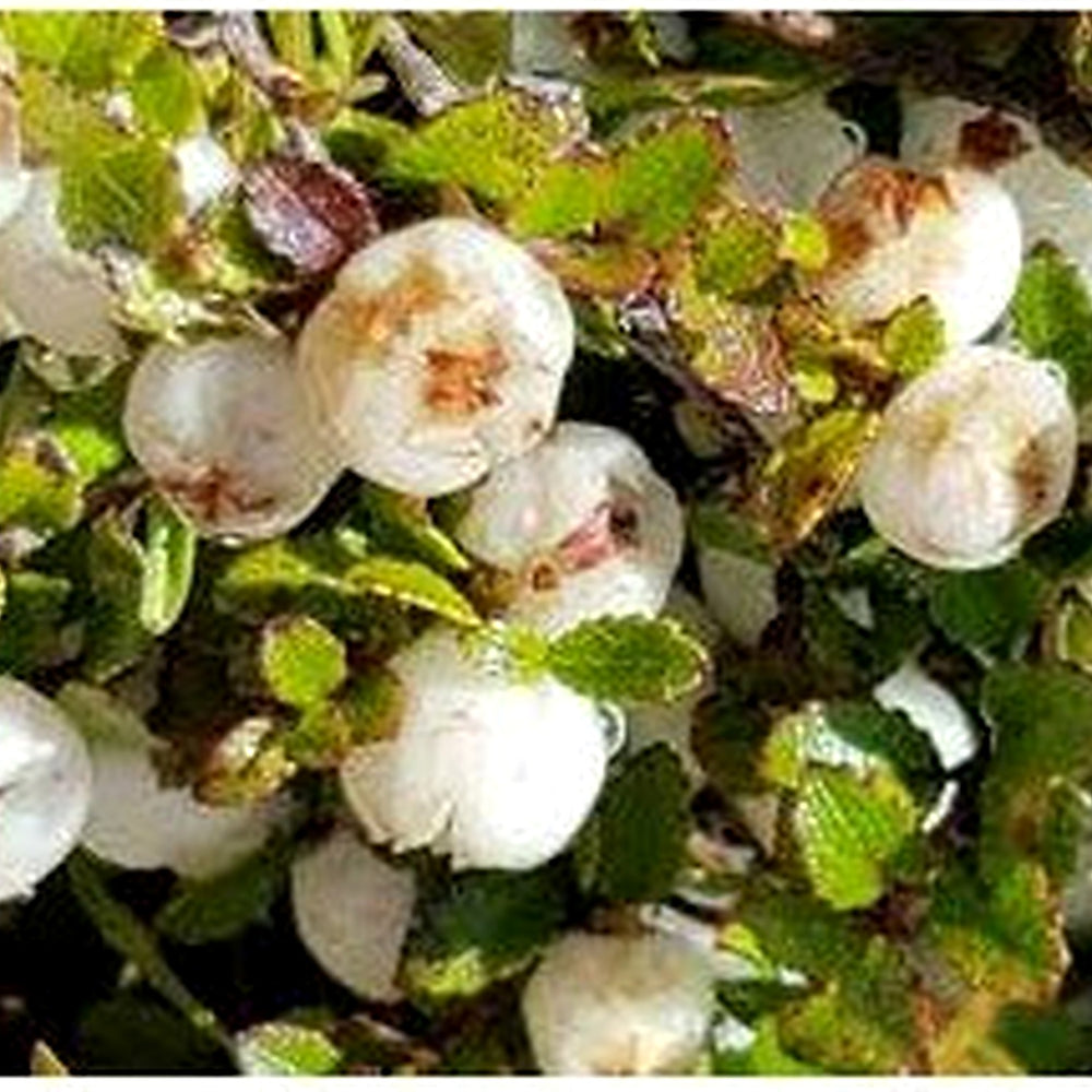 White Gaultheria hispida (Snow Berry) Seeds [neera-v5-75887ae46840439bc552]