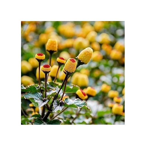 Heirloom Toothache Plant Seeds for Planting [neera-v5-758d027b504e45bd0861]