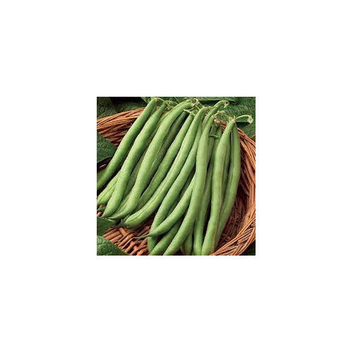 Pole Bean Seeds for Planting [neera-v5-759a804b1842f8331745]