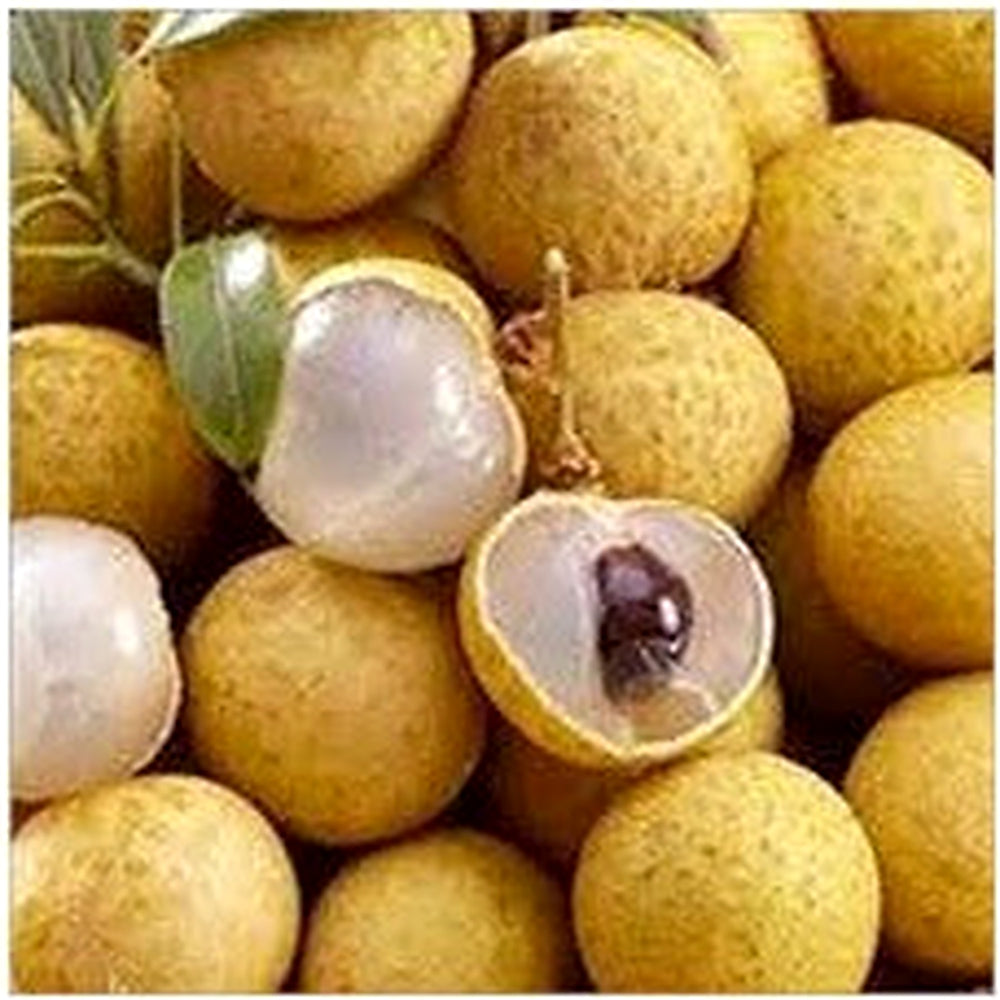 Yellow Lychee Fruit Seeds for Planting [neera-v5-75a142e730492a6d0e83]