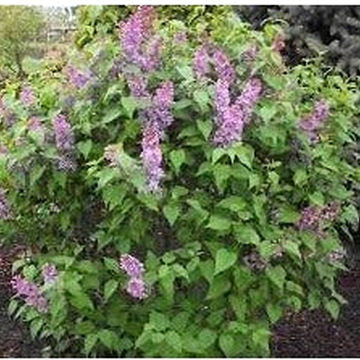 Heirloom Tiny Dancer Flower Seeds Non-GMO for Garden Planting Dwarf Vibrant Blooms [neera-v5-75a2877a7760ba65693e]