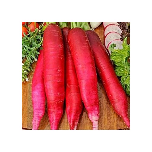 Red Radish Seeds for Planting [neera-v5-75acaf4cf3601ca411af]