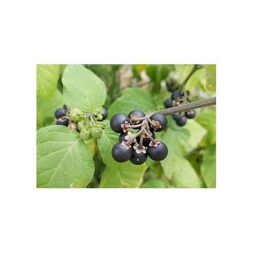 Nigrum Berry (Black Currant) Fruit Seeds for Planting [neera-v5-75ae7a455c90fc0c938e]
