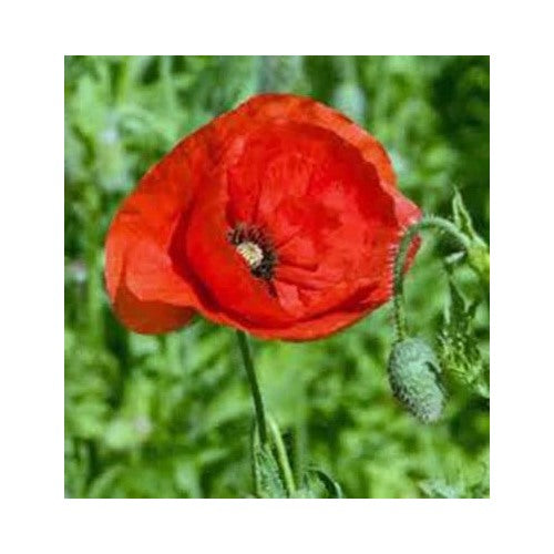 Red Poppy Flanders Stunning Bright Flower Great Poppies Heirloom Non Gmo Flower Seeds Home [neera-v5-75b2695bed6daf2e92b7]