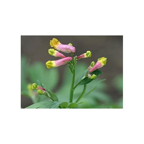 Heirloom Non-GMO Pink Rock Harlequin Flower Seeds for Woodland Wildflower Garden Plantin [neera-v5-75cb035e794d68338afb]