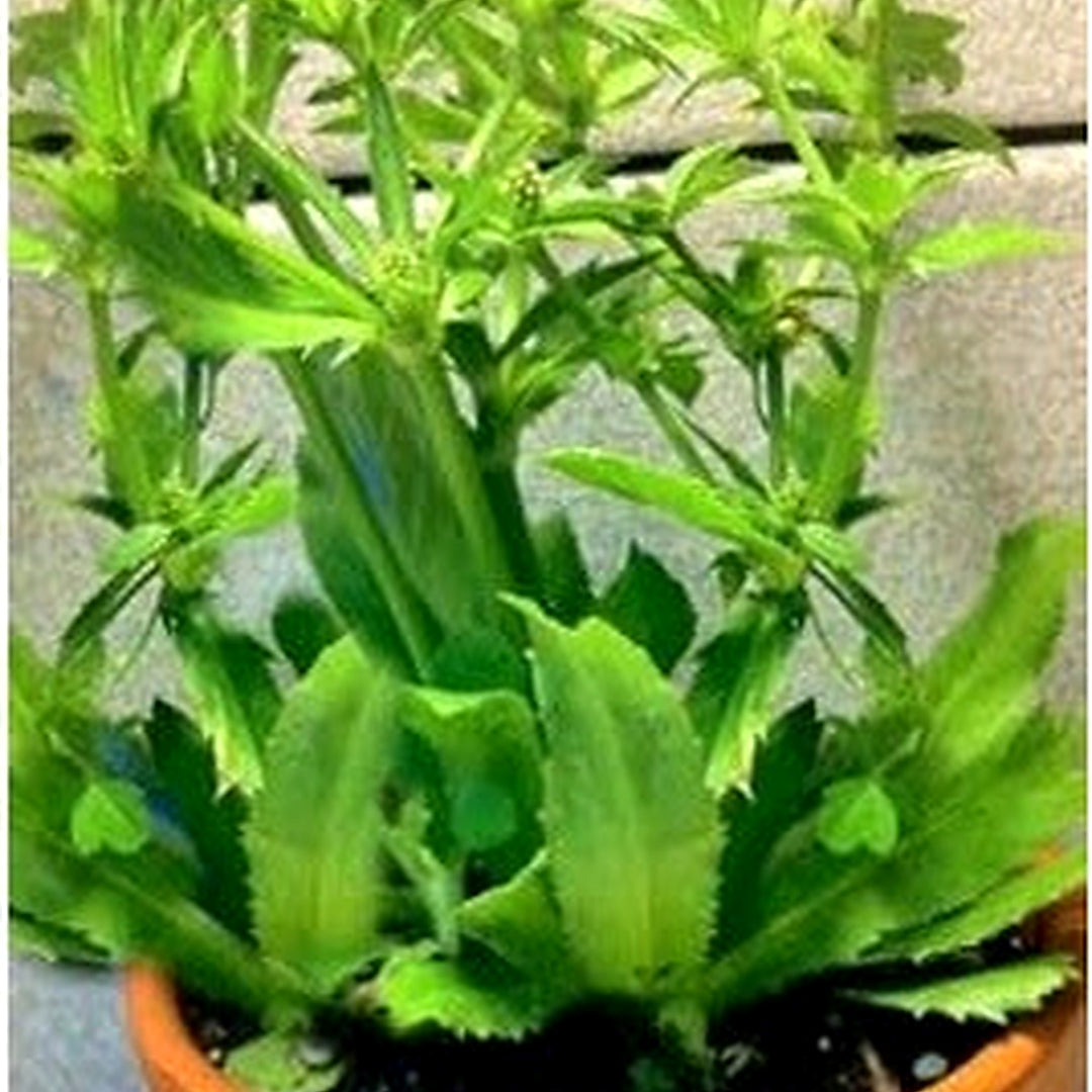 Eryngium Foetidum Seeds for Planting [neera-v5-75dcfc3f1aae449d05c9]