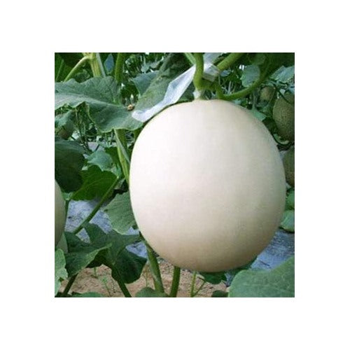 White Cantaloupe Fruit Seeds for Planting [neera-v5-75e2bd3570cd85b880da]