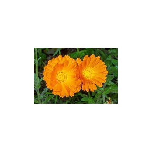 Calendula Officinalis Flower Heirloom Non Gmo For Planting Flower Seeds for Home Garden Planting, [neera-v5-75e703d3cf5b479380a1]