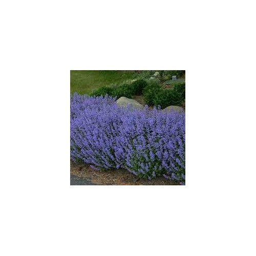 Persian Catmint (Nepeta mussinii) Seeds for Planting [neera-v5-75efa06092e9b564196f]
