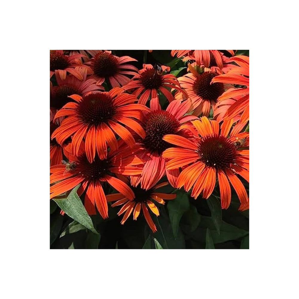 Red Coneflower Echinacea Purpurea Flower For Planting Perfect For Pollinator Gardens Medicinal [neera-v5-75f186cad8387c84239e]