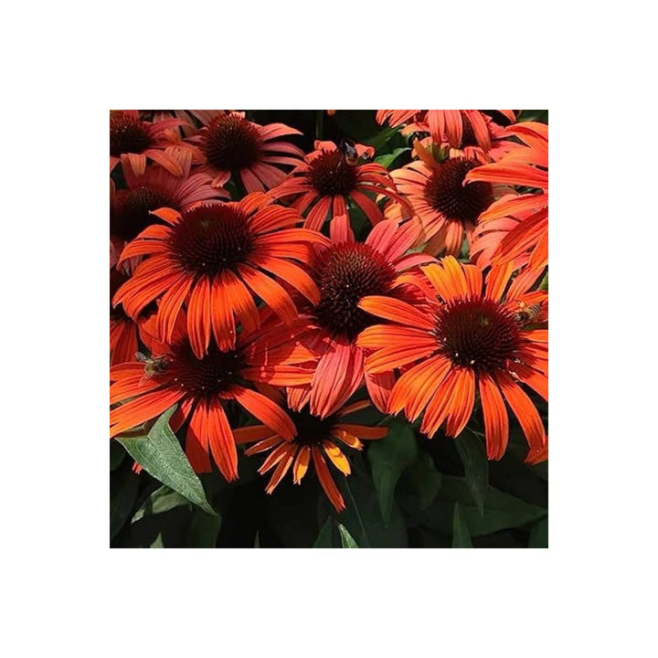 Red Coneflower Echinacea Purpurea Flower For Planting Perfect For Pollinator Gardens Medicinal [neera-v5-75f186cad8387c84239e]