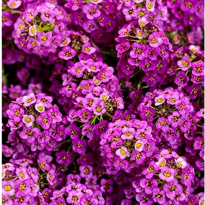 Heirloom Non-GMO Alyssum Ground Cover Flower Seeds for Planting [neera-v5-75f63dc0c91b0f424336]