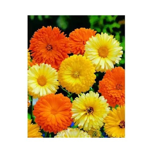 Calendula Pacific Beauty Planting Mix Pot Marigold Variety Sizes Heirloom Non Gmo Easy To Grow [neera-v5-760163ddd78e3c53b6bd]