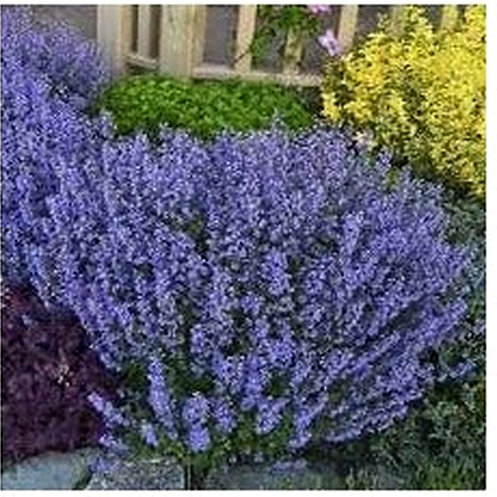 Heirloom Non-GMO Nepeta Mussinii Flower Seeds for Garden Planting [neera-v5-7606d39c53a57b9dce57]