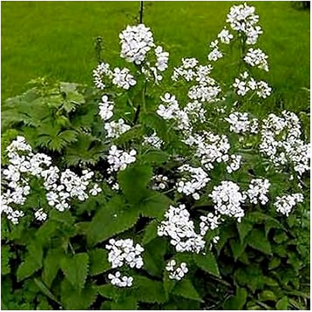 White Lunaria Flower For Planting Flower Seeds for Home Garden Planting, Premium Organic Blooming [neera-v5-7609f0684d851f7baaef]