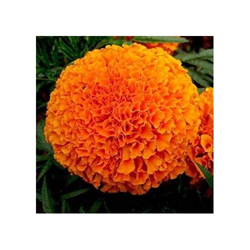 Organic Dark Orange Marigold Flower Seeds for Planting [neera-v5-760b27554466ac40797c]