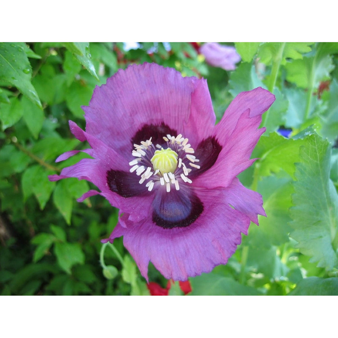 Blue Persian Nigella Damascena Flower For Planting In Home Garden Or Wildflower Area Flower Seeds [neera-v5-760d88cc3cd0c1d0b0c3]