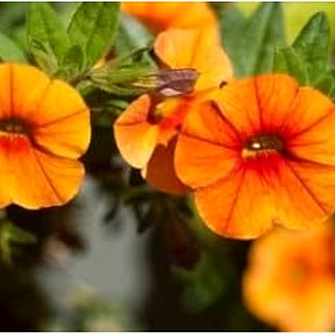 Orange Red Petunia Flower Seeds for Planting [neera-v5-7616b44f7bb2c58fa785]