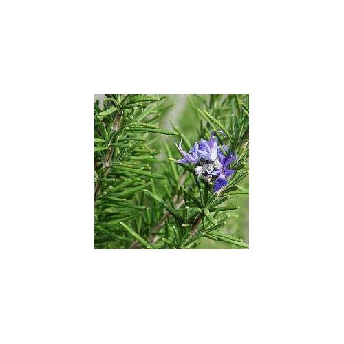 Tuscan Blue Rosemary Herb Seeds [neera-v5-761f6f829d8cdf18ee83]