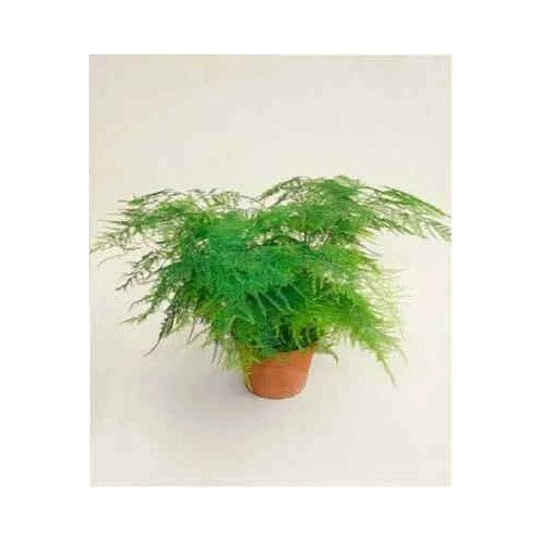 Of Bridal Bouquet Fern Asparagus Fern Pk Heirloom Non Gmo Flower Seeds Home Garden Planting, [neera-v5-7624a486821d437e3de7]