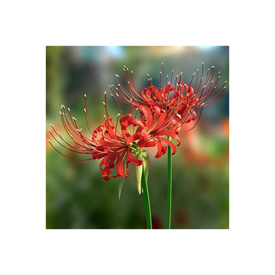 Radiata Lycoris Radiata Flower For Planting Japanese Variety In Backyard Garden Flower Seeds for [neera-v5-762a34e4070599088c36]