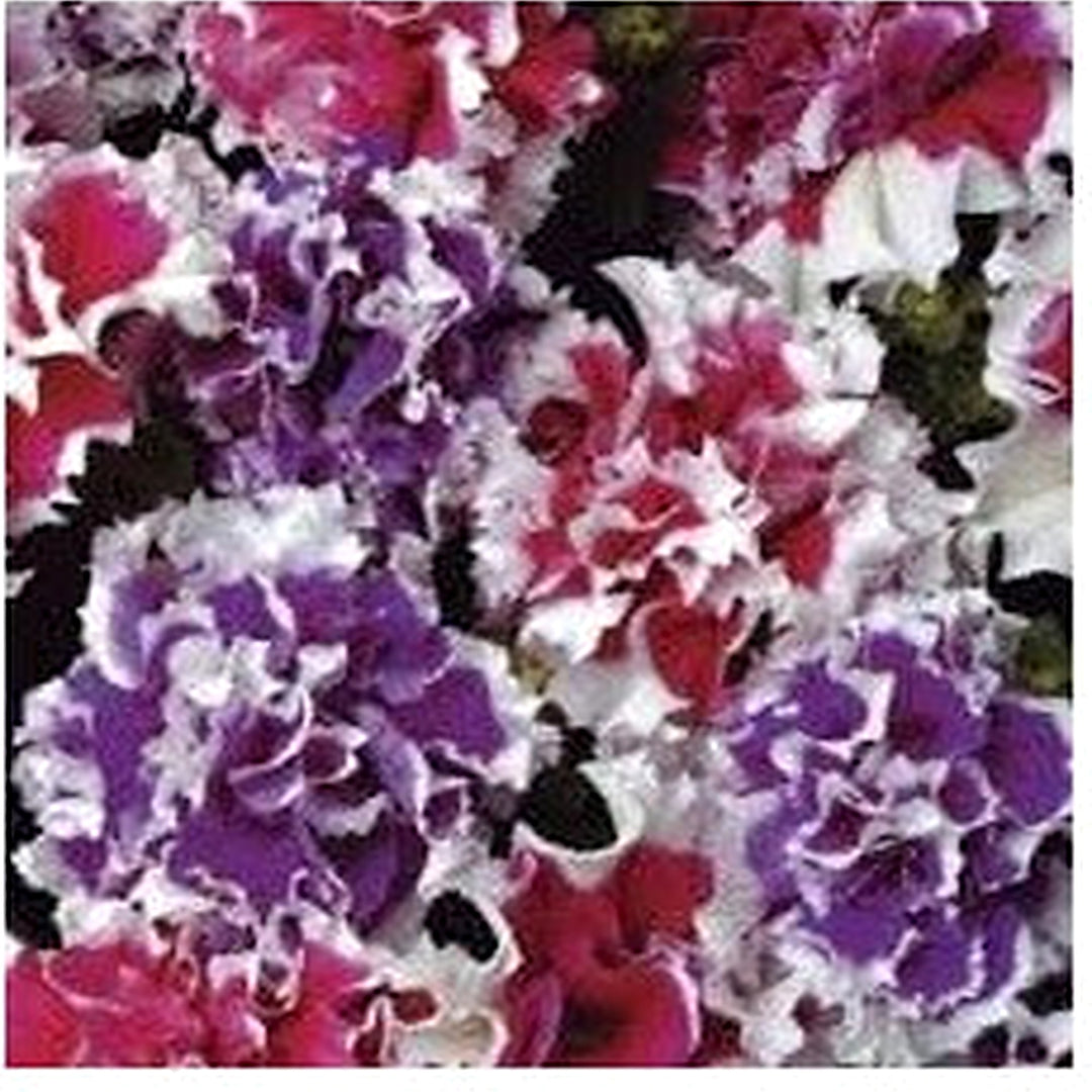 Heirloom Russian Petunia Flower Seeds for Planting [neera-v5-763c6824a1b918caf587]