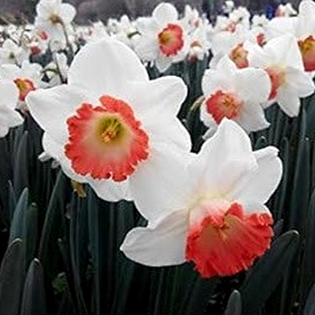 White Orange Double Petal Narcissus Flower Seeds for Planting [neera-v5-7641703f91330ace6368]