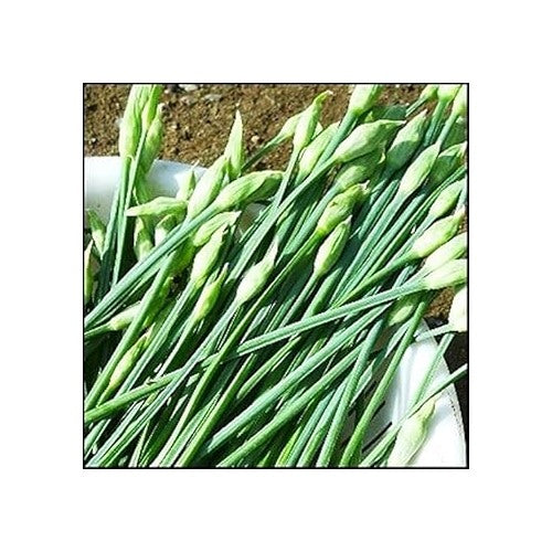 Garlic Chives Herb Seeds for Planting [neera-v5-7645da34a7636ad1545d]