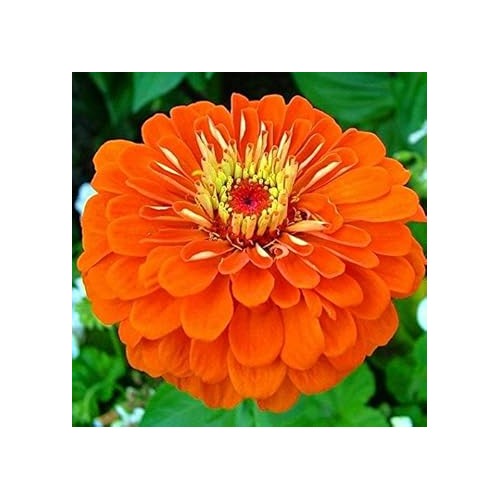 Zinnia Orange Flower Seeds for Planting [neera-v5-76475724f385cb9706c8]