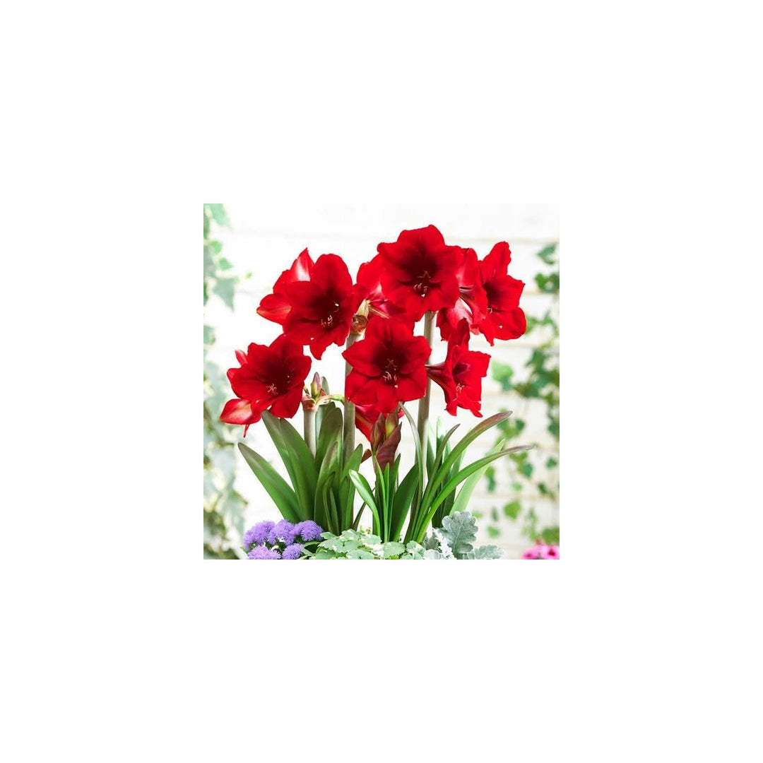 Red Amaryllis Flower For Planting Heirloom Non Gmo Organic Garden Blooms Flower Seeds for Home [neera-v5-7656beb27924c9c276e8]