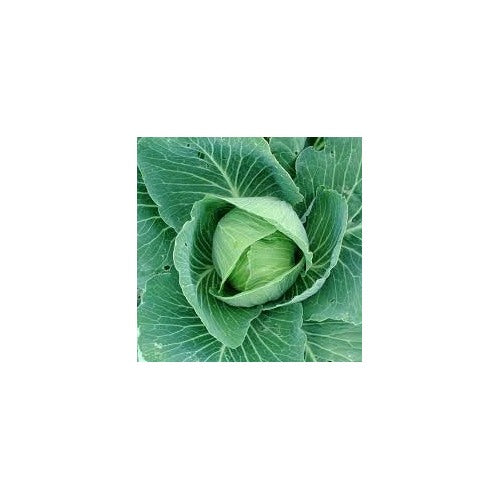 Heirloom Non-GMO Cabbage Vegetable Seeds for Garden Planting [neera-v5-7663fa1090321315ee8f]