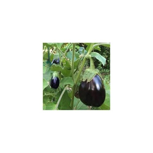 Bambino Eggplant Seeds for Planting [neera-v5-766bf1908e06e8efe510]