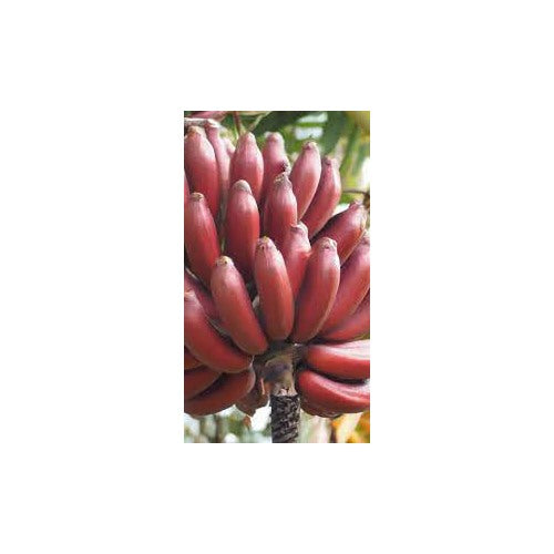 Maroon-Red Banana Fruit Seeds for Planting [neera-v5-767e171a60303cc5f59f]