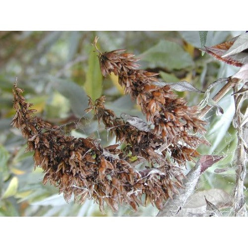 Brown Buddleja Flower Seeds for Planting [neera-v5-7685792567ba78cb60c7]