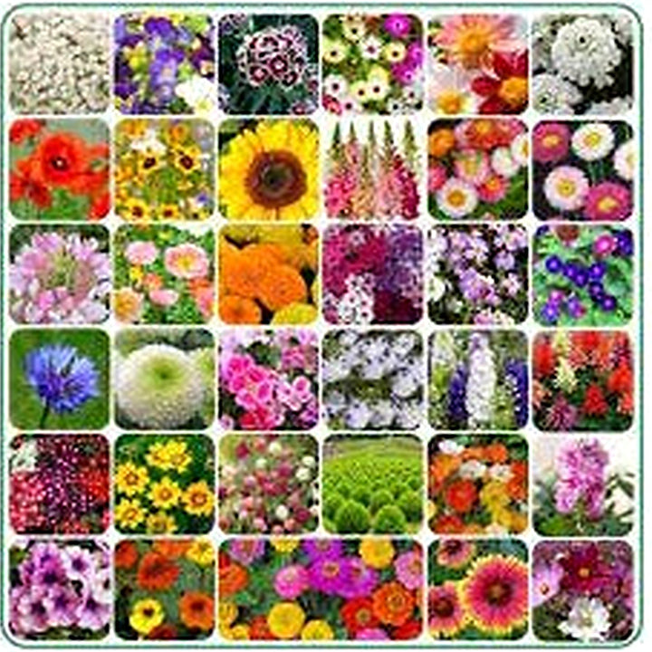 Heirloom Non-GMO Four Seasons Flower Seeds [neera-v5-768db54a95a4d4cffcd7]