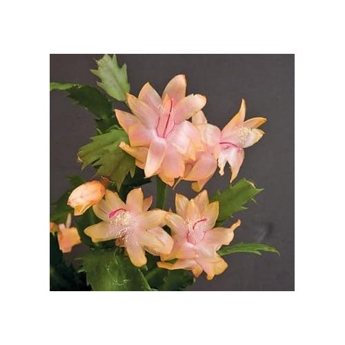 Zygocactus Peach Flower Seeds [neera-v5-7694491a41a53c794728]