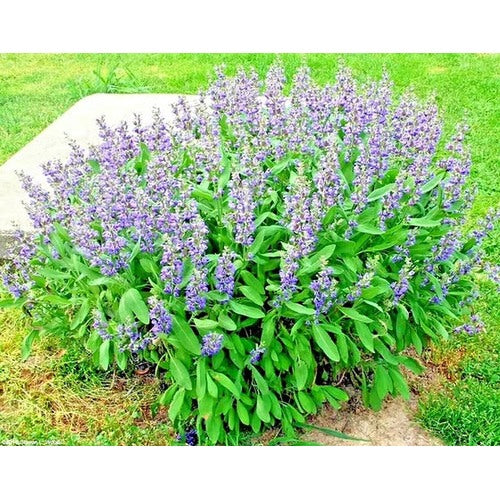 Broadleaf Sage Herb Seeds for Planting [neera-v5-7694b48ca84d06d57682]
