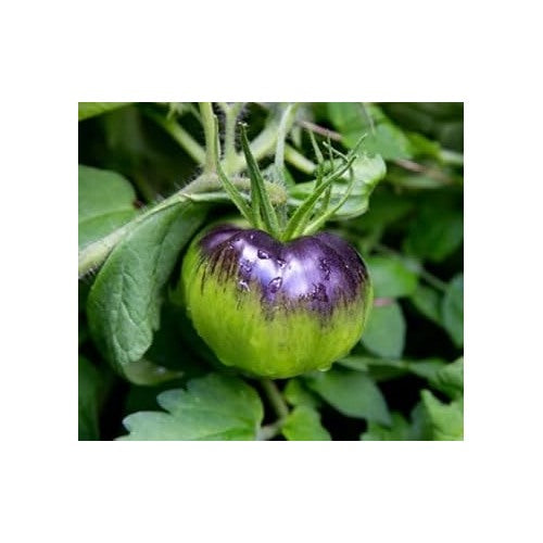 Violet Green Tomato Seeds for Planting [neera-v5-76964406e6cd4e567d86]