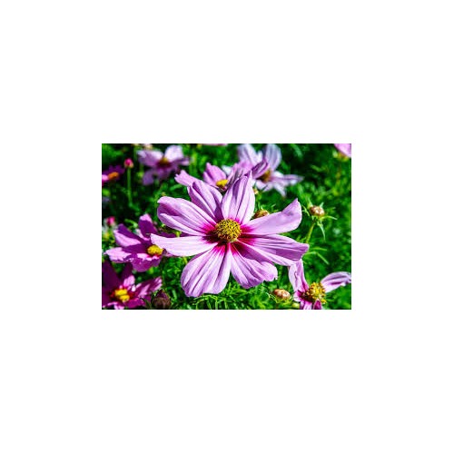 Cosmos Gloria Rosa For Garden And Container Planting Flower Seeds for Home Garden Planting, Premium [neera-v5-769b92733d42a3432341]